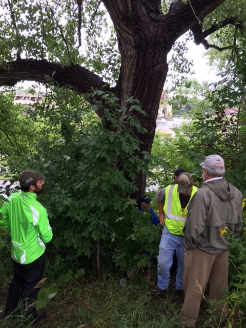 Old Cottonwoods stand tall in Water Works tree grove