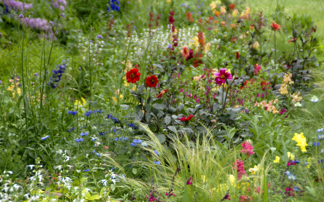 6 Beautifully Blooming Gardens in Minneapolis Parks