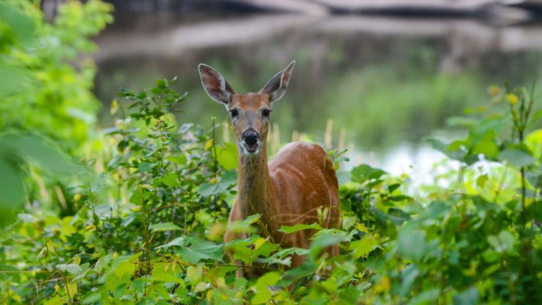 5 Fantastic Animals and their Fall Activities