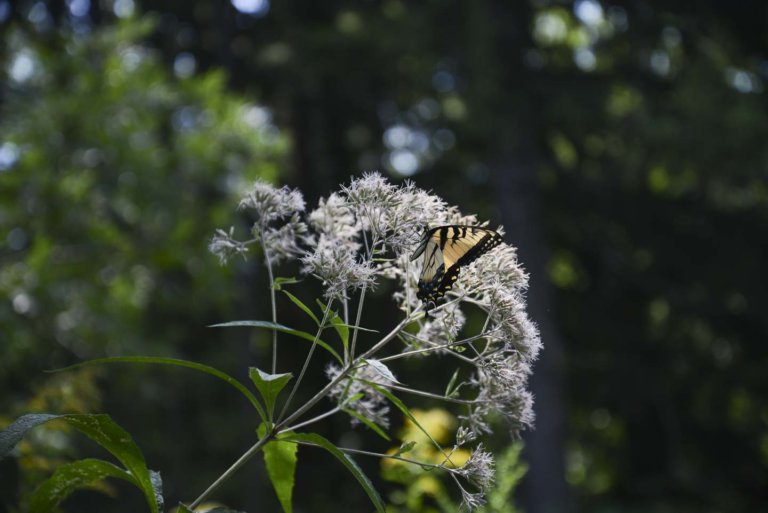 5 Fantastic Animals to Spot in Minneapolis Parks This Summer