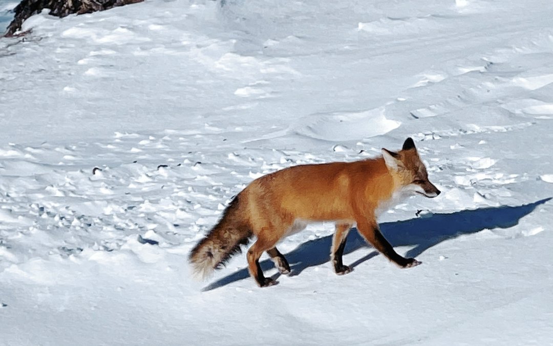 5 Fantastic Animals to Spot in Minneapolis Parks this Winter