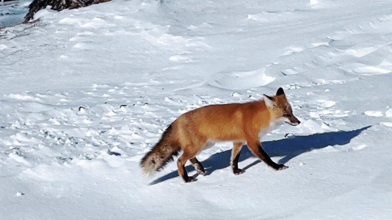 5 Fantastic Animals to Spot in Minneapolis Parks this Winter